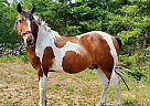 Gambler - Gelding in Park Rapids, MN Gambler - Gelding in Park Rapids, MN