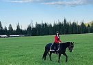 Azteca - Horse for Sale in Coeur dā Arlene, ID 83854 Azteca - Horse for Sale in Coeur dā Arlene, ID 83854