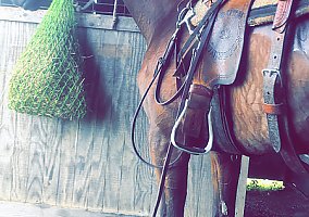 Thoroughbred (Thoroughbred, Mare) in Warsaw, OH