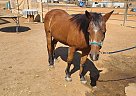 Quarter Pony - Horse for Sale in Clovis, CA 93611