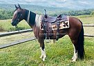 Spotted Saddle - Horse for Sale in SABILLISVILLE, MD 21780