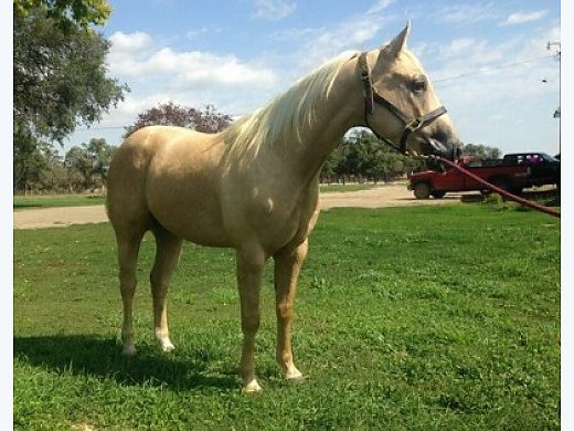 Super Yeller Legend 3-Year Old Palomino