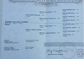 Palomino (Palomino, Gelding) in Columbia, SD