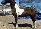 Friesian - Horse for Sale in Santa Maria, CA 93458 Friesian - Horse for Sale in Santa Maria, CA 93458