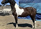 Friesian - Horse for Sale in Santa Maria, CA 93458