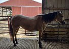 Quarter Horse - Horse for Sale in Freeport, OH 43973 Quarter Horse - Horse for Sale in Freeport, OH 43973