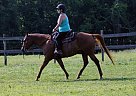 Registered AQHA Mare Quarter Horse Stallion