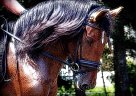 Bay Spanish Gelding By Qualified... Andalusian Gelding