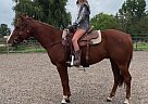 Quarter Horse - Horse for Sale in Fort Collins, CO 80524 Quarter Horse - Horse for Sale in Fort Collins, CO 80524
