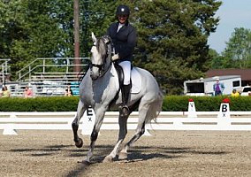 Beautiful Andalusian Gelding Andalusian Gelding