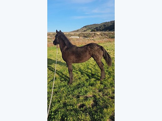 Black Cuafrisian Filly