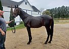 Standardbred Stallion for Sale in Worthington, Pennsylvania Standardbred Stallion for Sale in Worthington, Pennsylvania