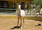 Andalusian - Horse for Sale in Canyon Country, CA 91387 Andalusian - Horse for Sale in Canyon Country, CA 91387