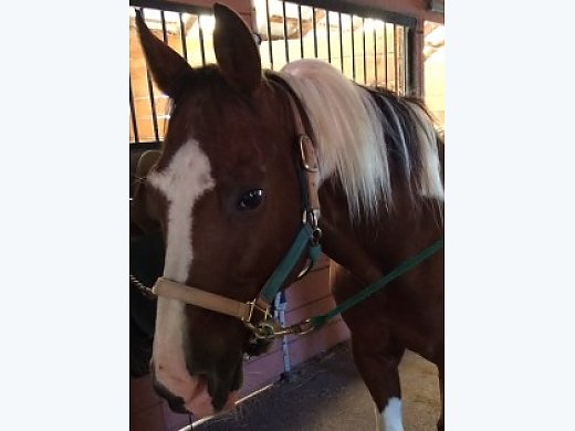 Color Me Smart , 15yr, Gelding