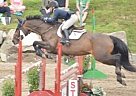 Holsteiner - Horse for Sale in St-lazare, QC J7V 0M Holsteiner - Horse for Sale in St-lazare, QC J7V 0M