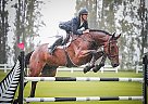NZ Sporthorse - Horse for Sale in Hawke's Bay, HKB 3079
