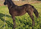 Friesian - Horse for Sale in Santa Maria, CA 93458