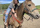 Quarter Horse - Horse for Sale in Eckville, AB T0M0M0 Quarter Horse - Horse for Sale in Eckville, AB T0M0M0