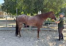 Quarter Horse - Horse for Sale in Norco, CA 92860