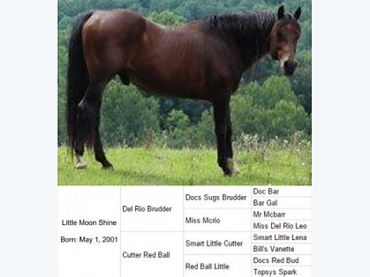 Horses for Sale