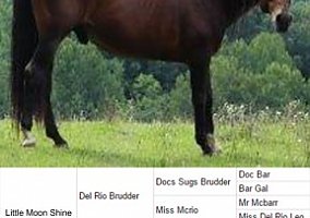 Quarter Horse (Quarter Horse, Gelding) in Indian Valley, VA