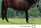 Quarter Horse - Horse for Sale in Indian Valley, VA 24105 Quarter Horse - Horse for Sale in Indian Valley, VA 24105