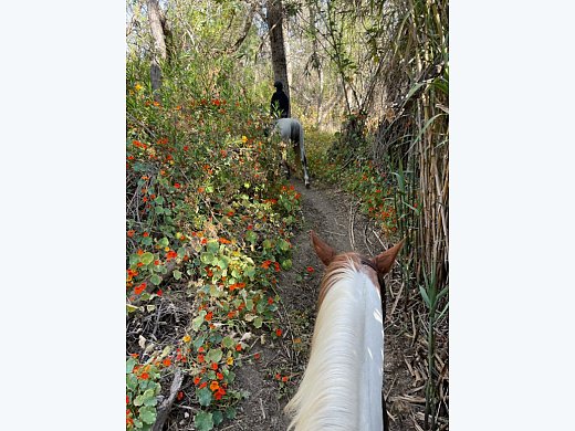 Horses To Lease IB