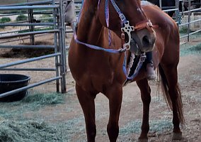 Quarter Horse (Quarter Horse, Gelding) in Santee, CA