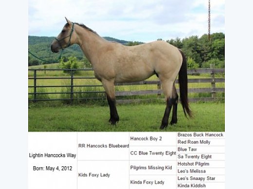 J&A Quarter Horses
