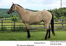 Quarter Horse - Horse for Sale in Indian Valley, VA 24105 Quarter Horse - Horse for Sale in Indian Valley, VA 24105