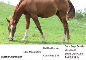 Quarter Horse (Quarter Horse, Gelding) in Indian Valley, VA