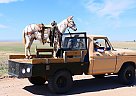 Mule - Horse for Sale in Laporte, CO 80535