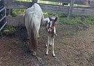 Shetland Pony - Horse for Sale in Fairlee, VT 05045 Shetland Pony - Horse for Sale in Fairlee, VT 05045