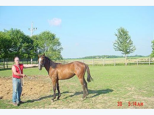 Promising Colt