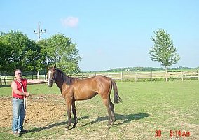 Thoroughbred (Thoroughbred, Stallion) in Cecil, OH