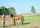 Thoroughbred - Horse for Sale in Cecil, OH 45821 Thoroughbred - Horse for Sale in Cecil, OH 45821
