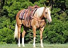 Quarter Horse - Horse for Sale in London, KY 40742 Quarter Horse - Horse for Sale in London, KY 40742