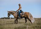 Rocky Mountain - Horse for Sale in Alberta, MT 00001