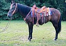 Appaloosa - Horse for Sale in Brooksville, KY 41004 Appaloosa - Horse for Sale in Brooksville, KY 41004