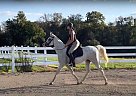 Arabian - Horse for Sale in Pataskala, OH 43062 Arabian - Horse for Sale in Pataskala, OH 43062