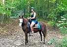 Missouri Fox Trotter - Horse for Sale in Rock Hill, SC 29730