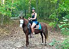Missouri Fox Trotter - Horse for Sale in Rock Hill, SC 29730 Missouri Fox Trotter - Horse for Sale in Rock Hill, SC 29730