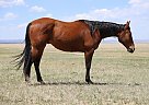 Quarter Horse - Horse for Sale in Carr, CO 80612