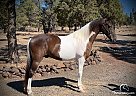 Spotted Saddle - Horse for Sale in Terrebonne, OR 97760