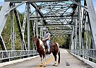 Spotted Saddle - Horse for Sale in McKee, KY 40447 Spotted Saddle - Horse for Sale in McKee, KY 40447