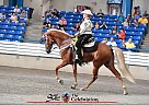 Tennessee Walking - Horse for Sale in Cedar Grove, TN 38321