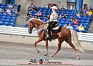 Tennessee Walking - Horse for Sale in Cedar Grove, TN 38321 Tennessee Walking - Horse for Sale in Cedar Grove, TN 38321