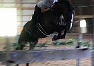 Thoroughbred Gelding for Sale in Augusta, West Virginia Black Jack Don