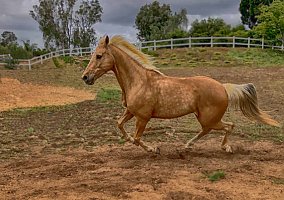 Missouri Fox Trotter (Missouri Fox Trotter, Mare) in Rancho Santa Fe, CA