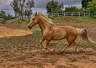 Missouri Fox Trotter - Horse for Sale in Rancho Santa Fe, CA 92067
